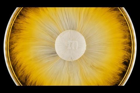 M&M dissolving in water